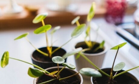 Workshop “It’s Green”: inspiration and experience for sustainable business