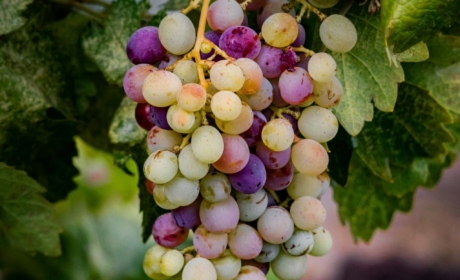 Podnikání jako druhá kariéra: projekt pro novou životní etapu